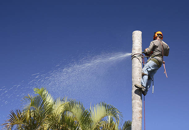 How Our Tree Care Process Works  in  Checotah, OK