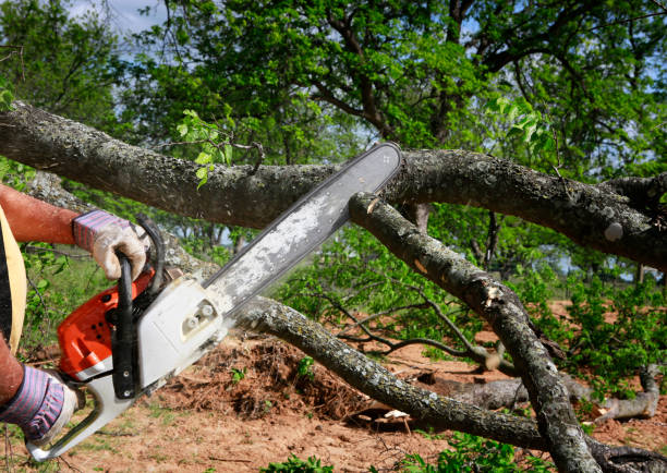 Best Tree and Shrub Care  in Checotah, OK